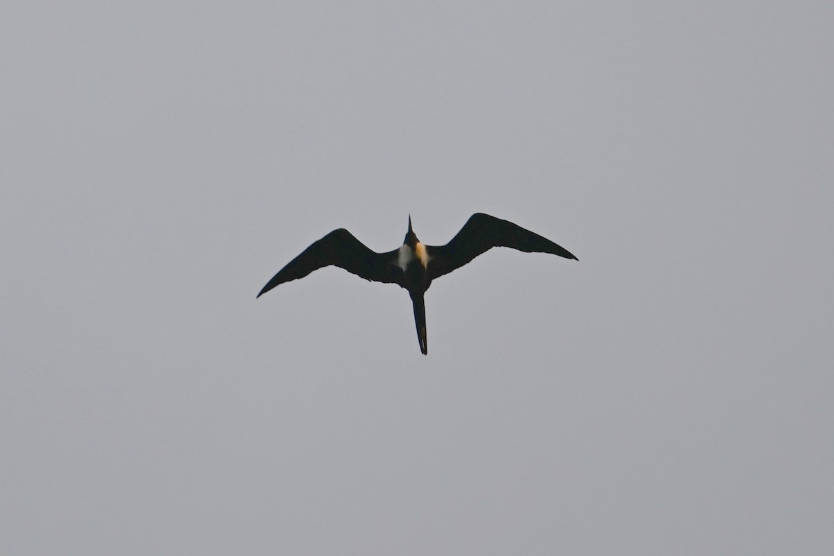 Lesser Frigatebird - ML643419804