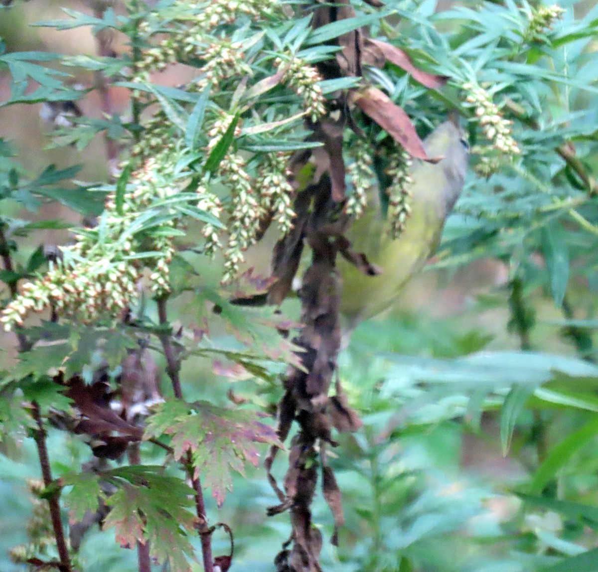 Orange-crowned Warbler - ML643419805