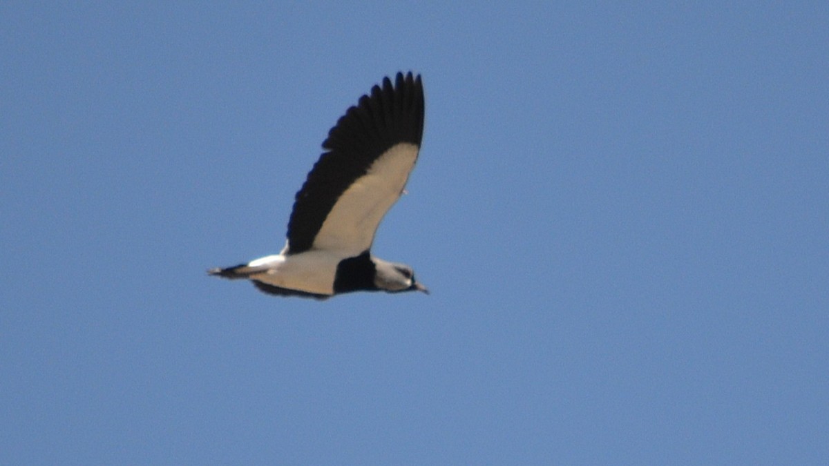 Southern Lapwing - ML643419811
