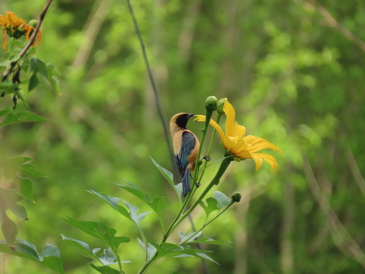 Burnished-buff Tanager - ML643419814