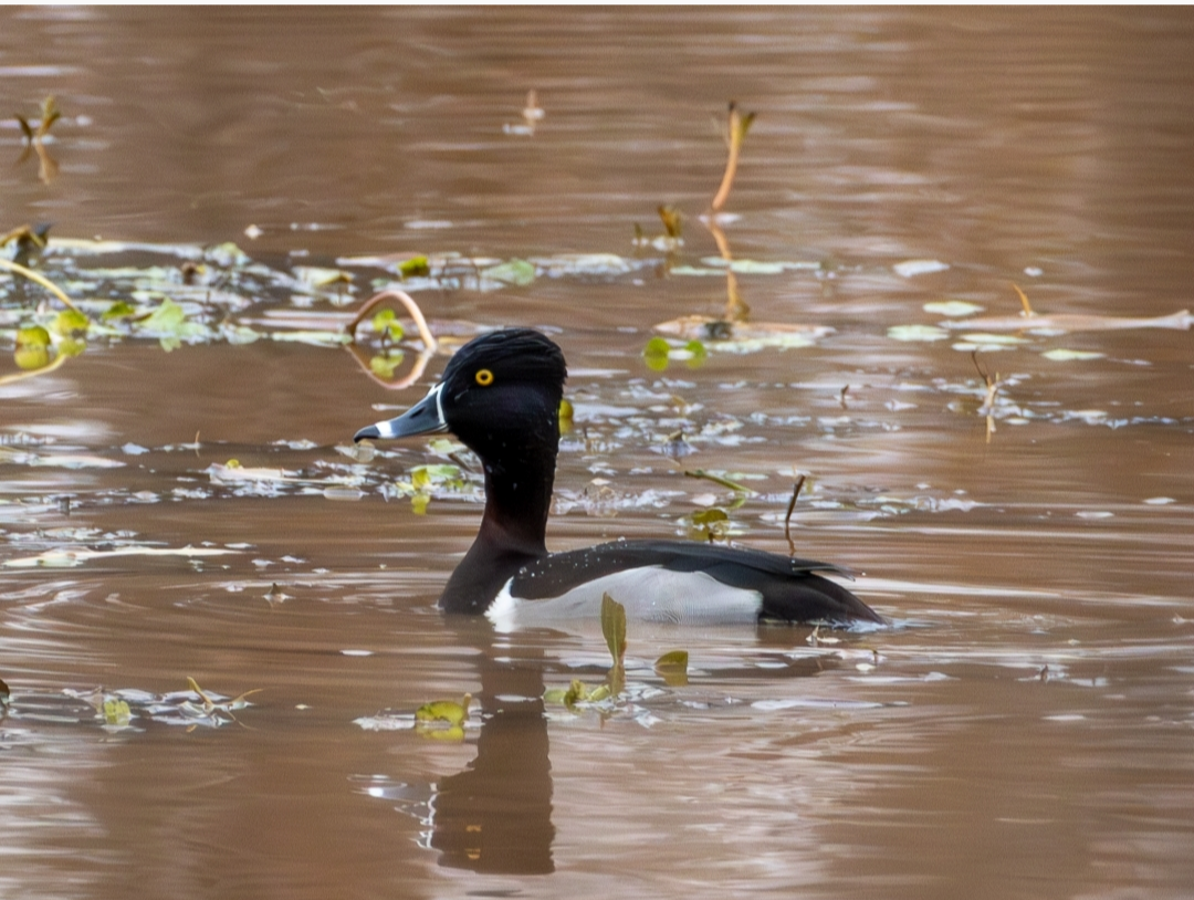 Ring-necked Duck - ML643419816