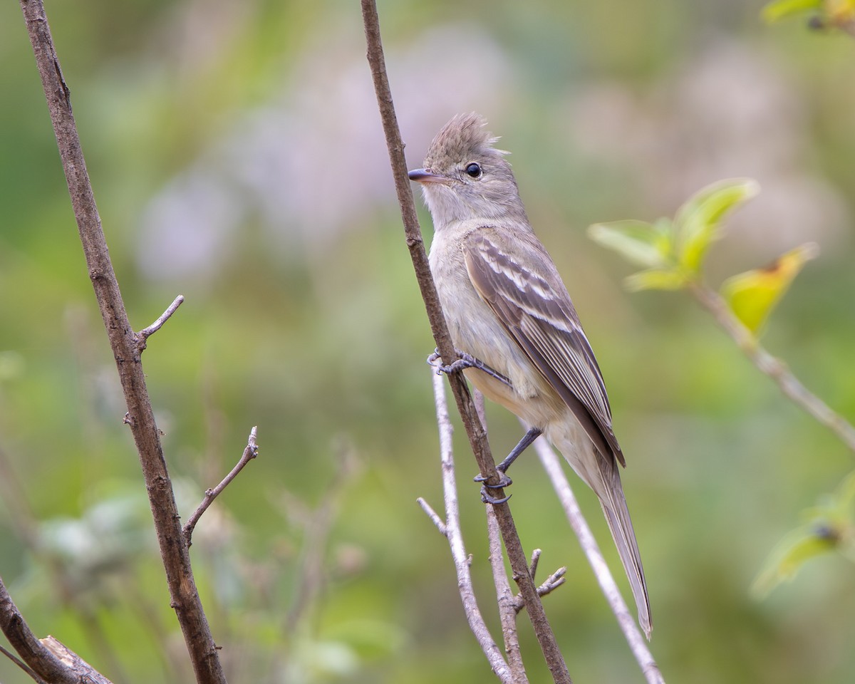 Yellow-bellied Elaenia - ML643419819