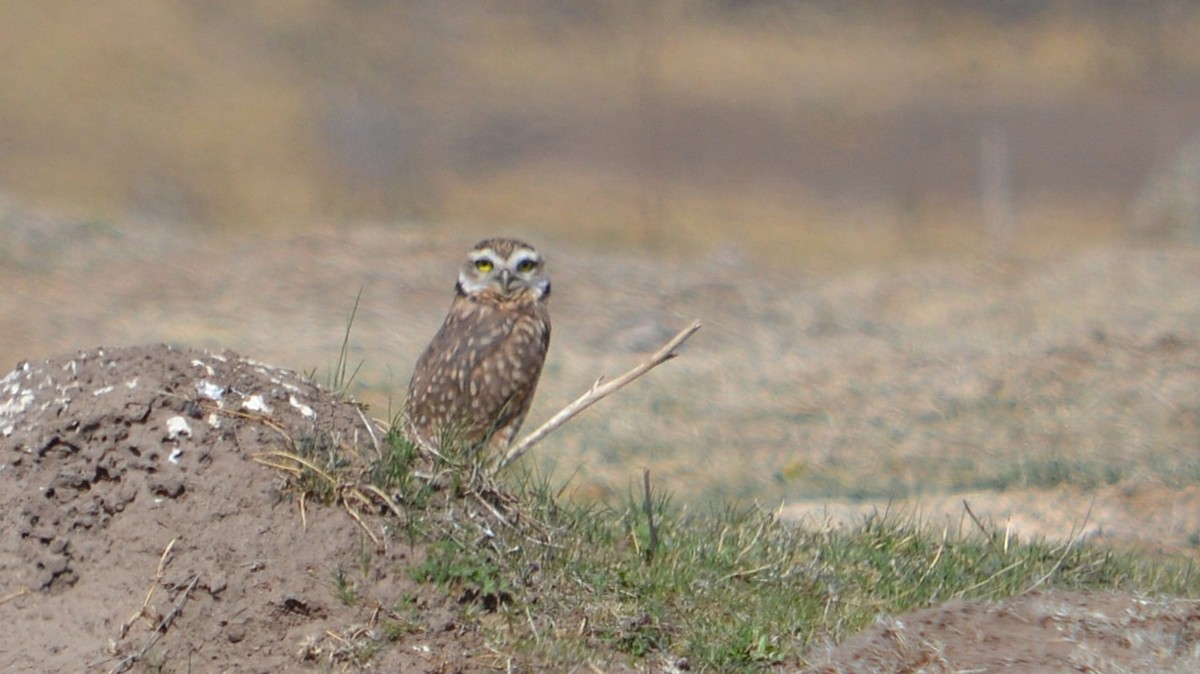 Burrowing Owl - ML643419822