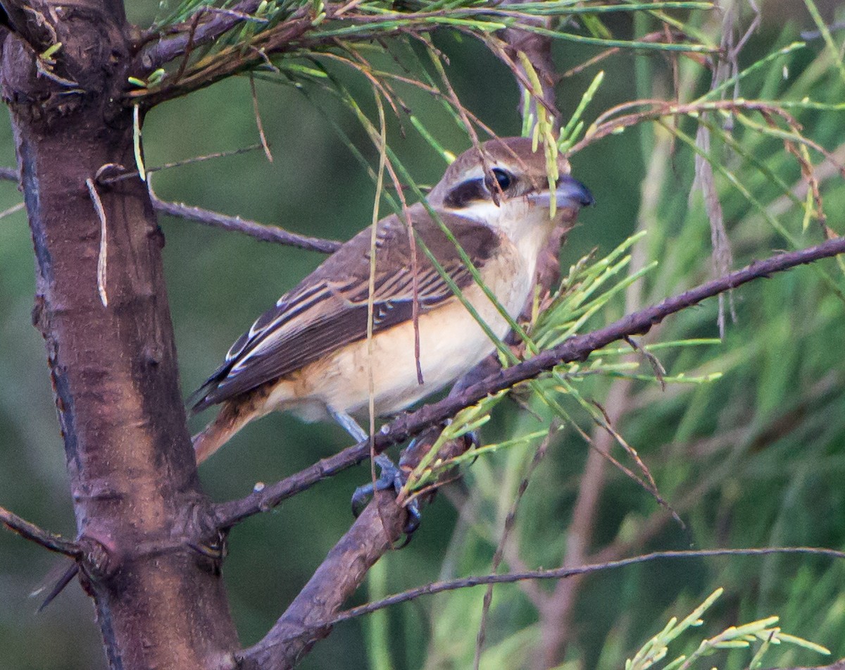 Isabelline Shrike - ML643419828