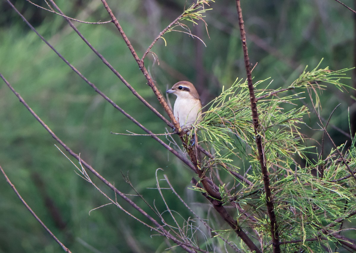 Isabelline Shrike - ML643419829