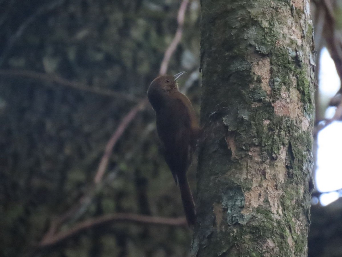 Plain-winged Woodcreeper - ML643419837