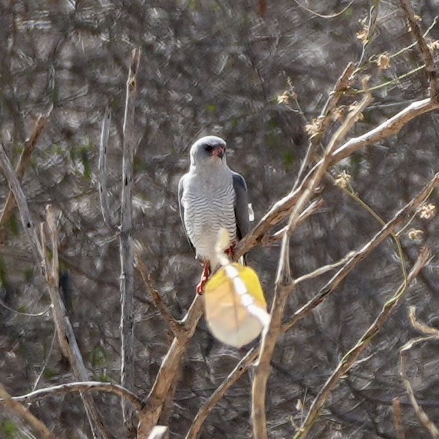Gabar Goshawk - ML643419840