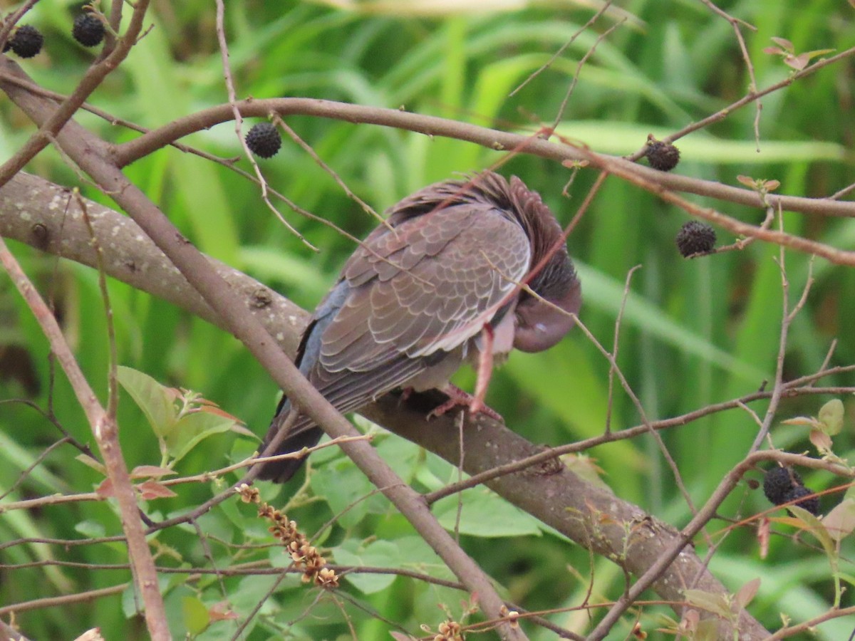 Picazuro Pigeon - ML643419845