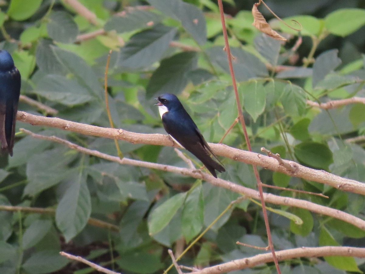 Blue-and-white Swallow - ML643419871