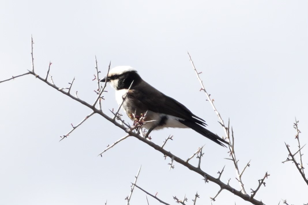 White-rumped Shrike - ML643419874