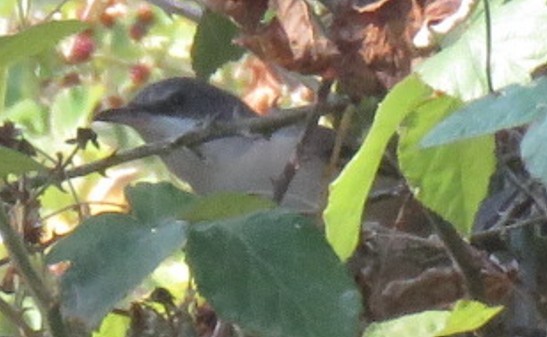 Western Orphean Warbler - ML643419915