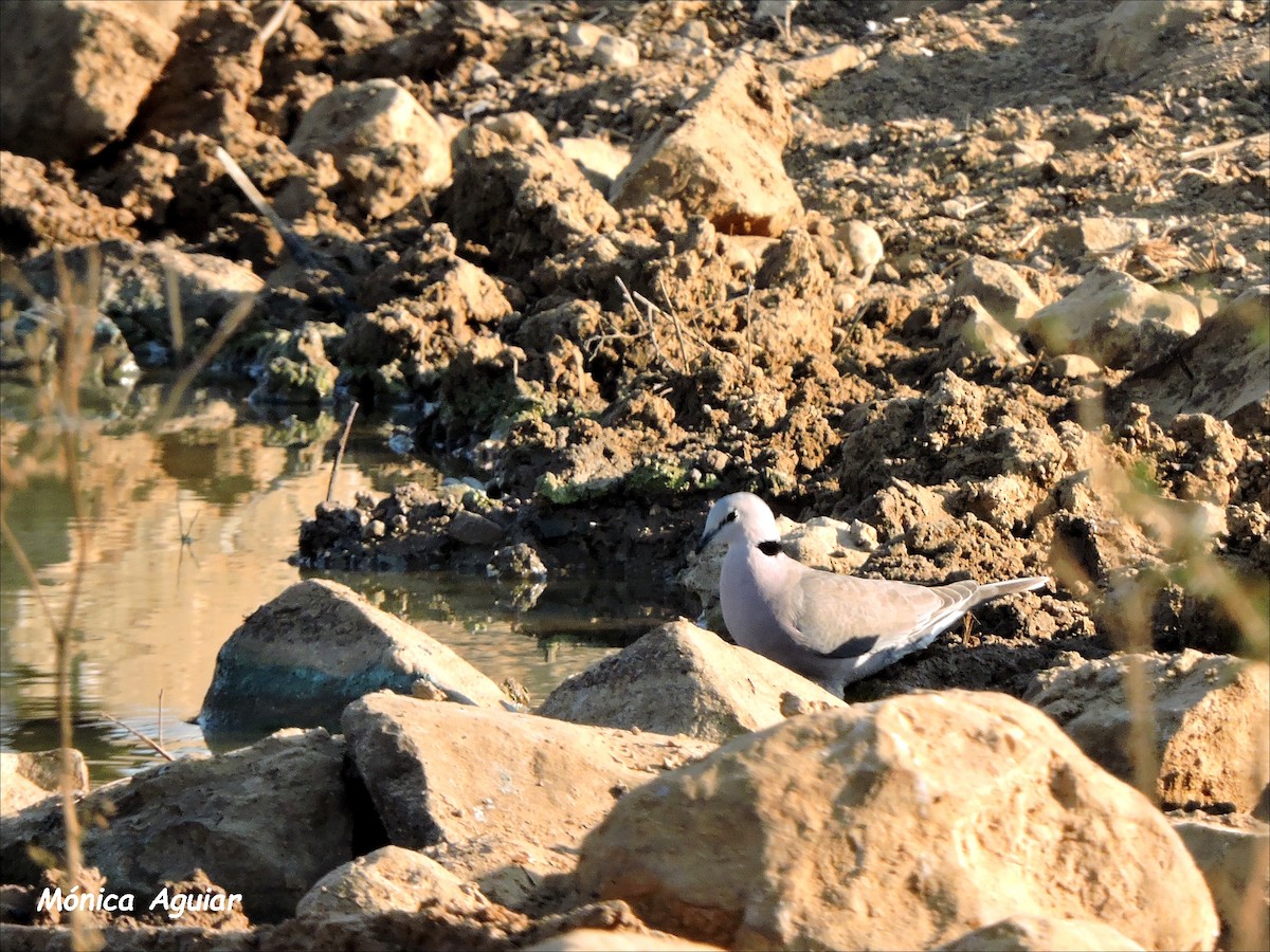 Ring-necked Dove - ML643419918