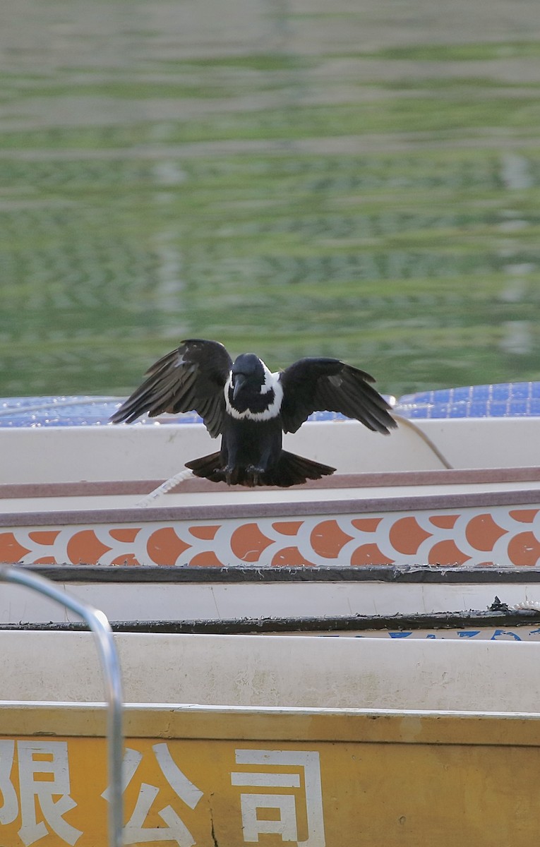 クビワガラス - ML643419922