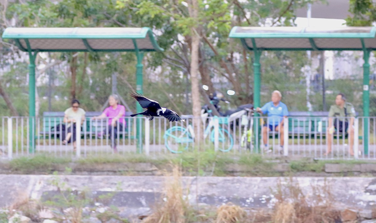 クビワガラス - ML643419925