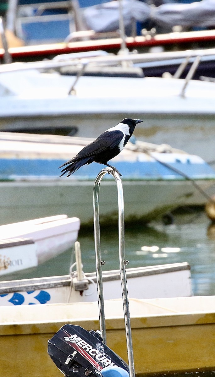 クビワガラス - ML643419926