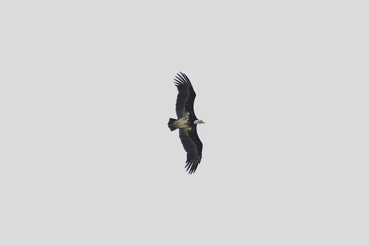 White-headed Vulture - ML643419934