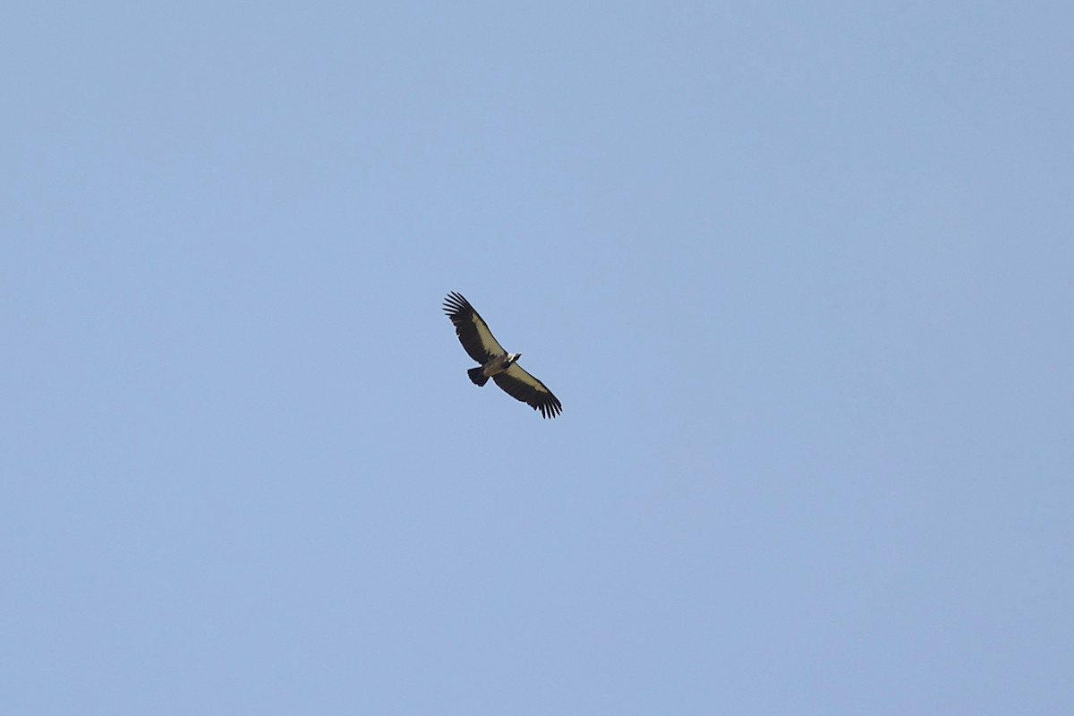 White-backed Vulture - ML643419941