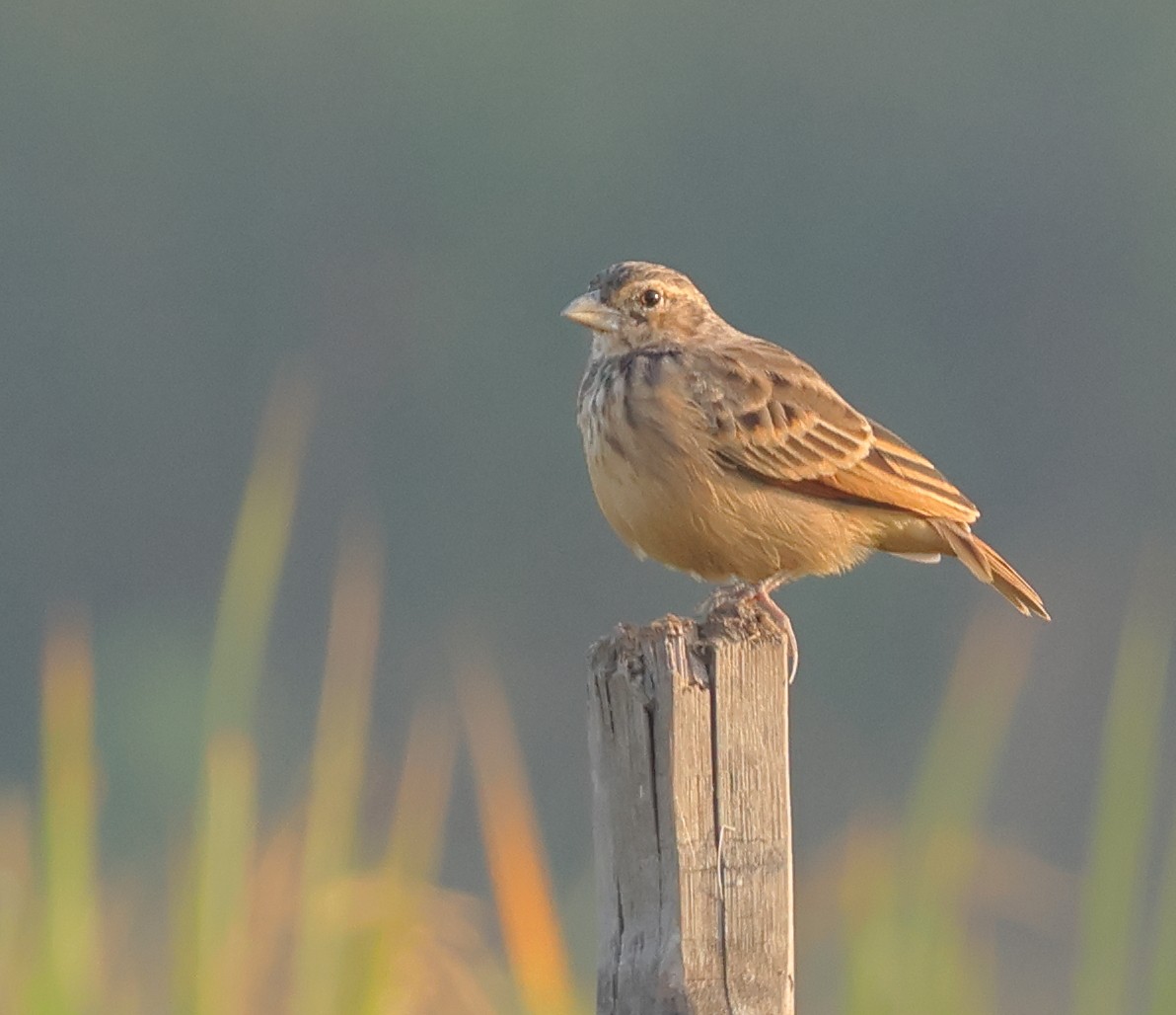 Bengal Bushlark - ML643419970