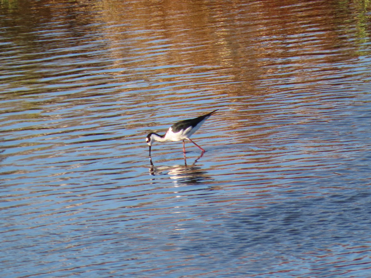Black-necked Stilt - ML643419988