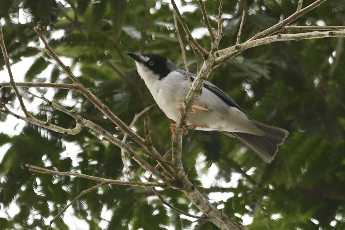 Hooded Tanager - ML643419994