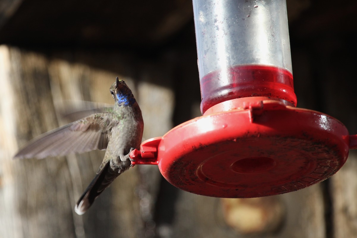 Blue-throated Mountain-gem - ML643419996
