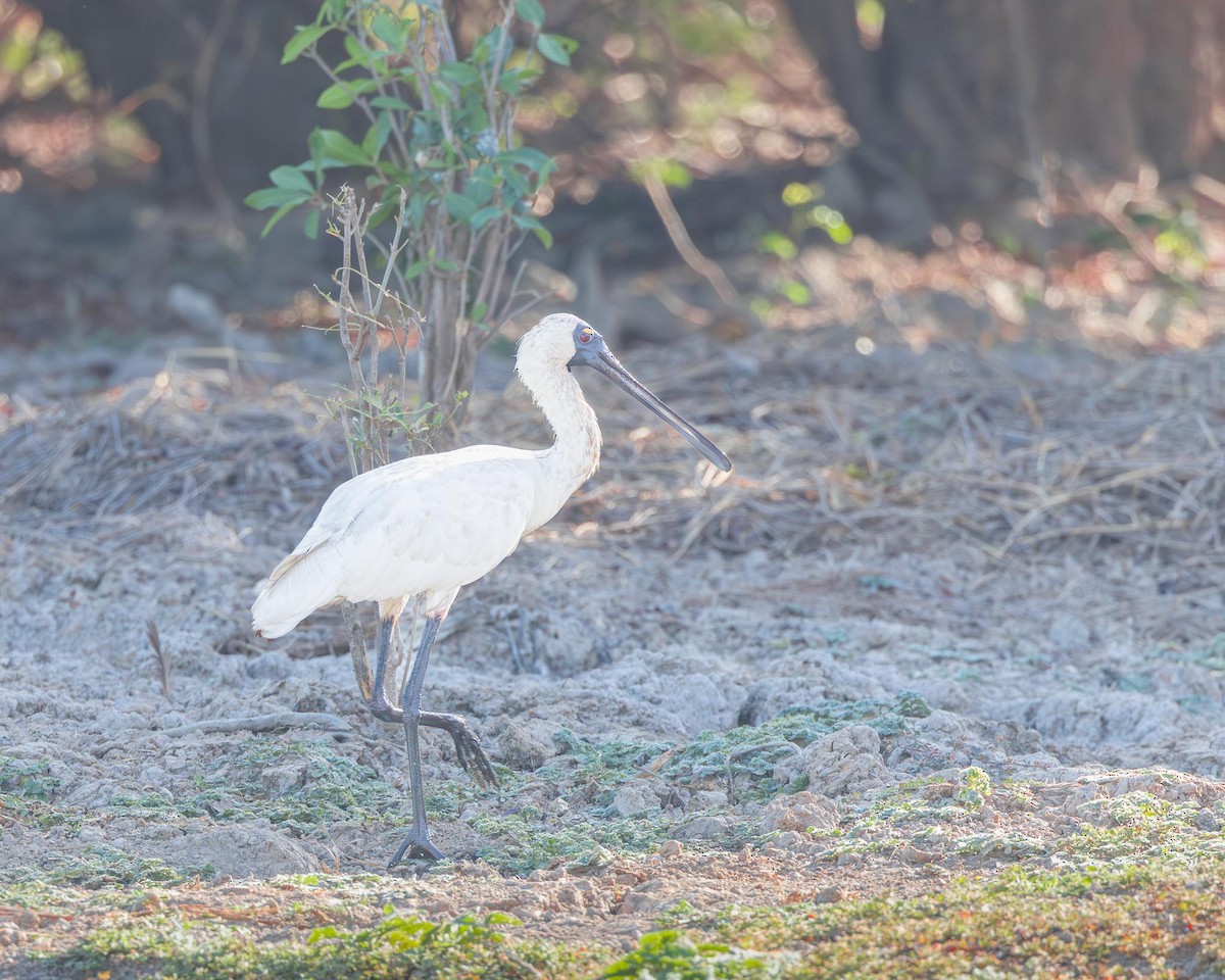 Royal Spoonbill - ML643419999