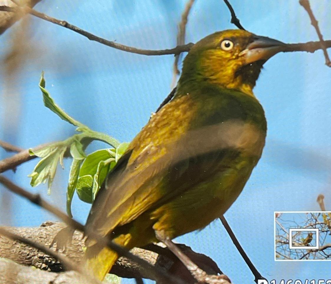 Holub's Golden-Weaver - ML643420000