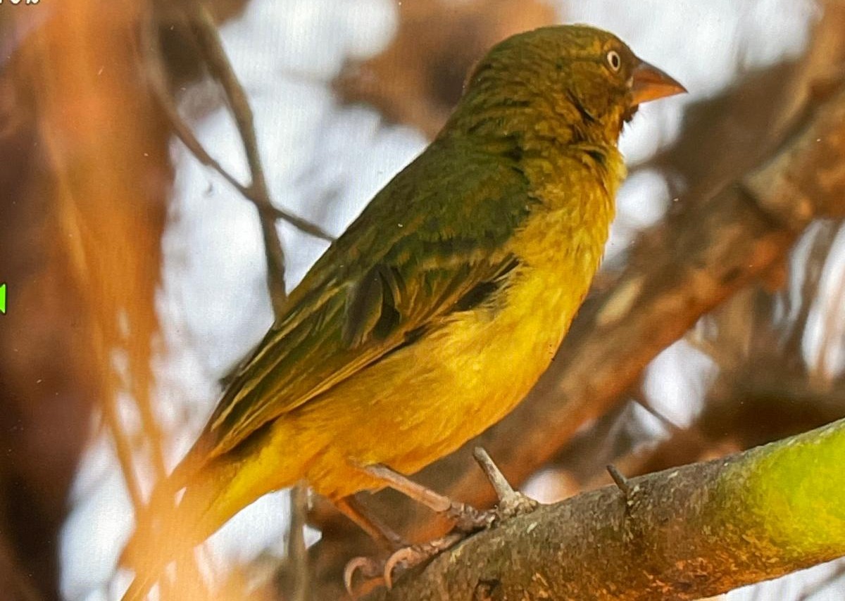 Holub's Golden-Weaver - ML643420001