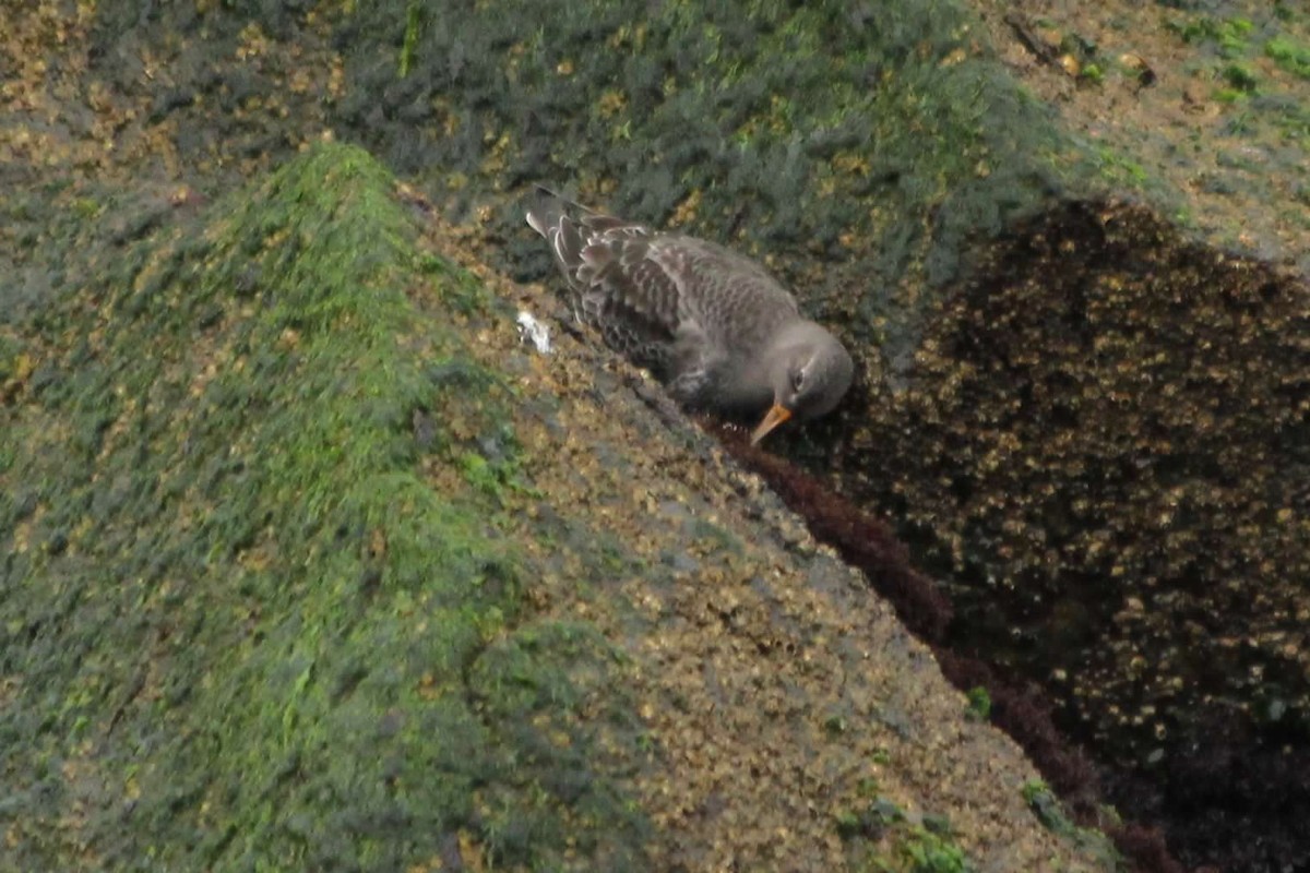 Purple Sandpiper - ML643420017