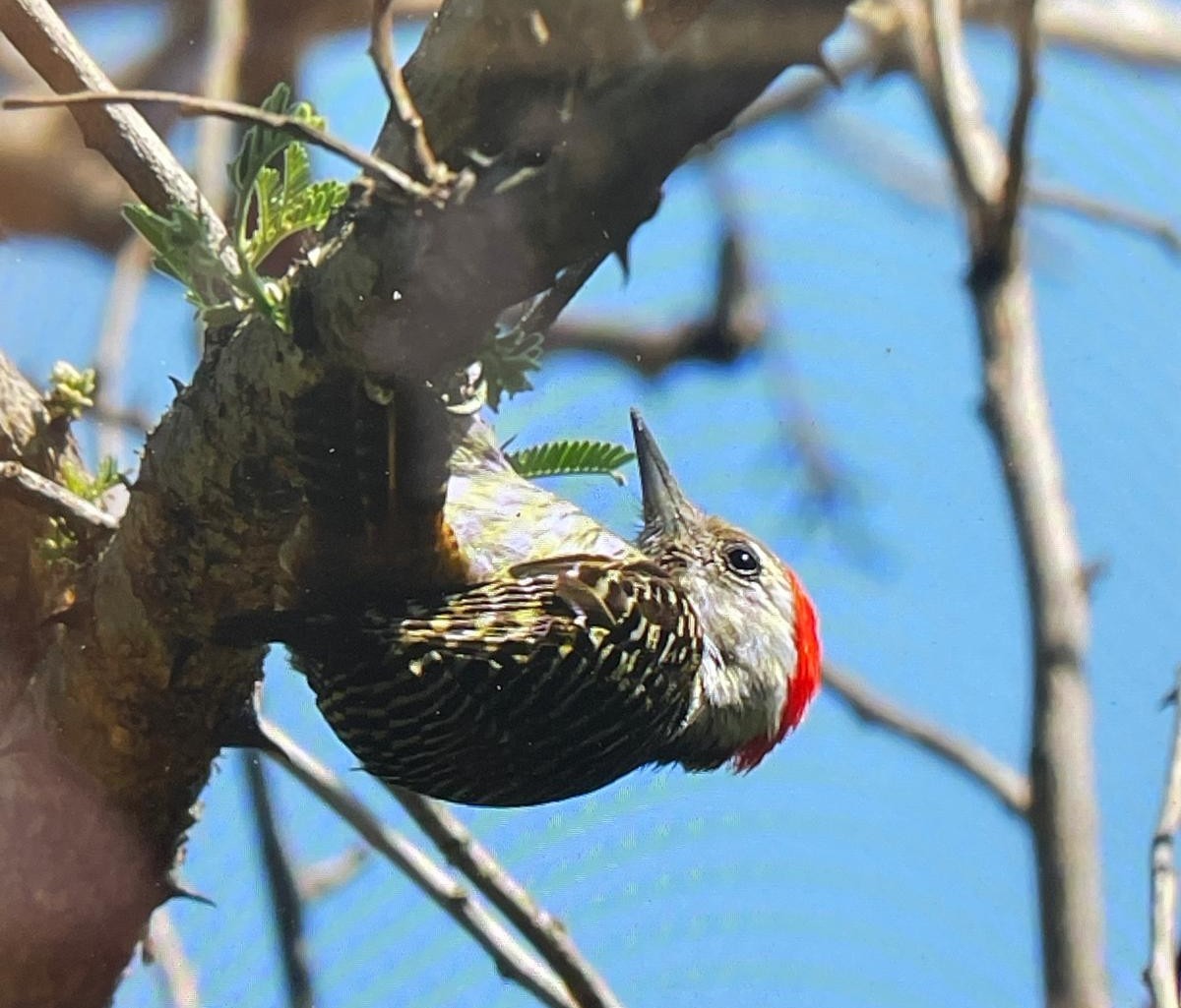 Cardinal Woodpecker - ML643420020