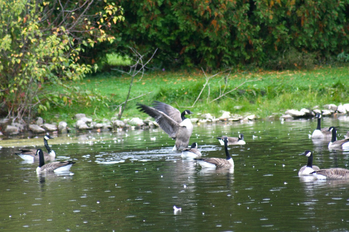 Canada Goose - ML643420052