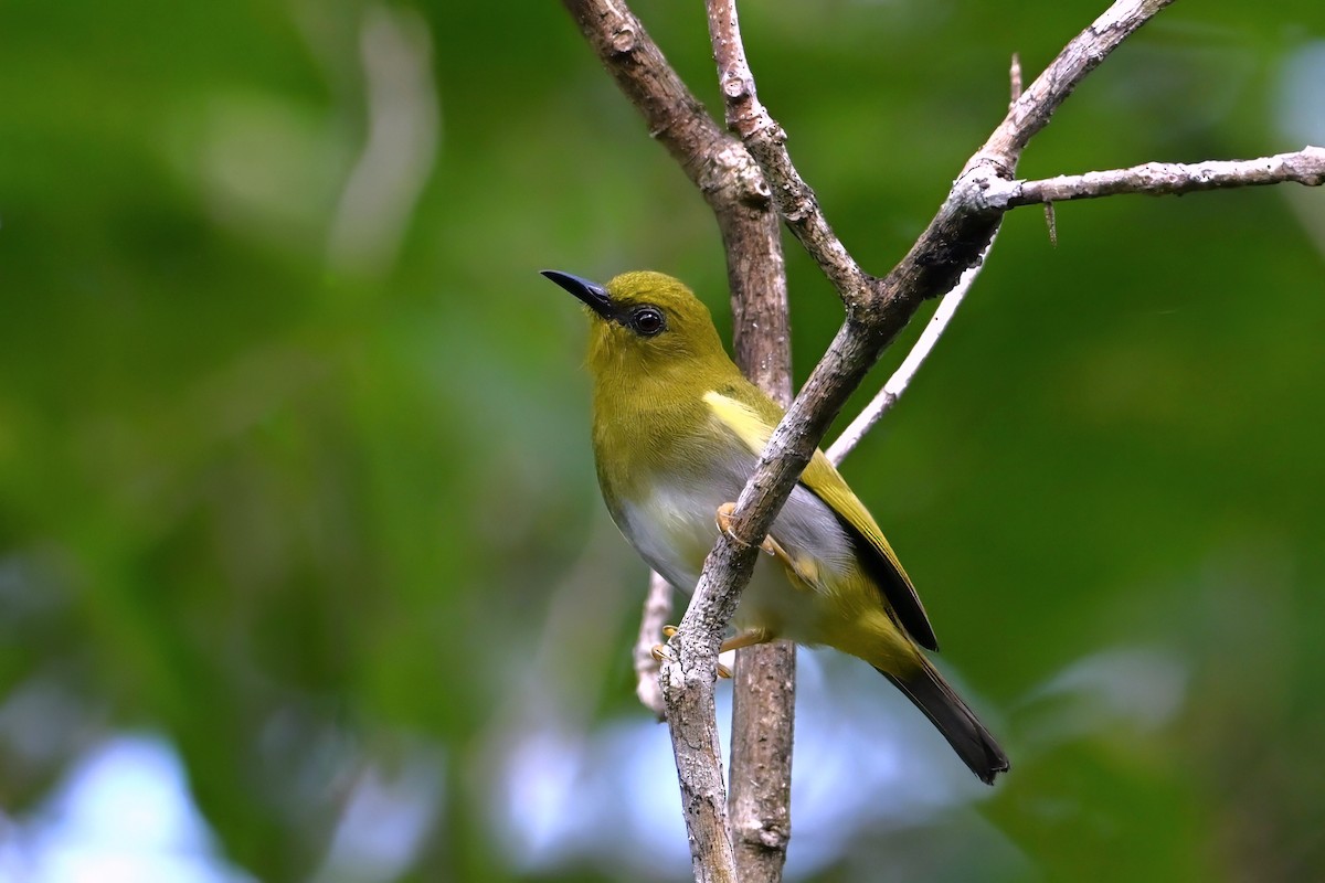 rendovabrillefugl - ML643420069