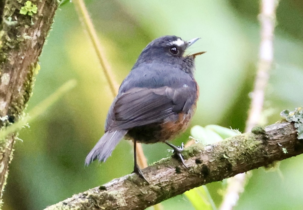 Chestnut-bellied Chat-Tyrant - ML643420070