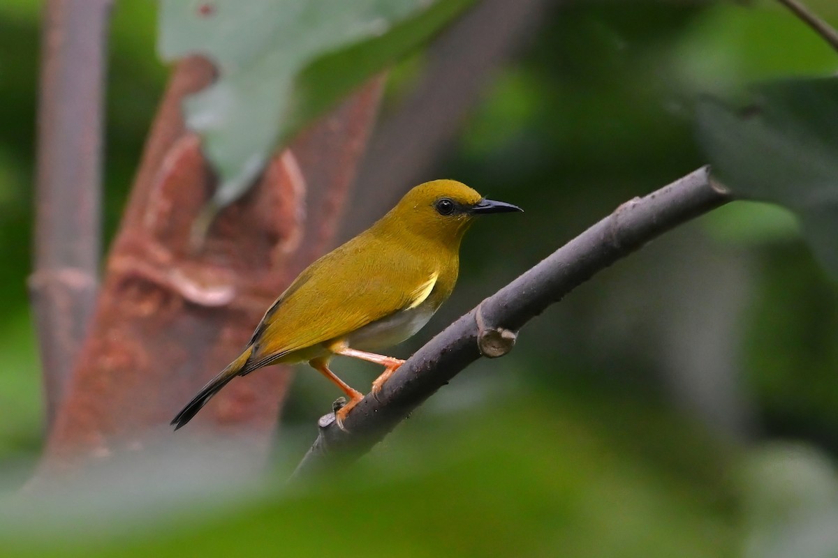 rendovabrillefugl - ML643420087