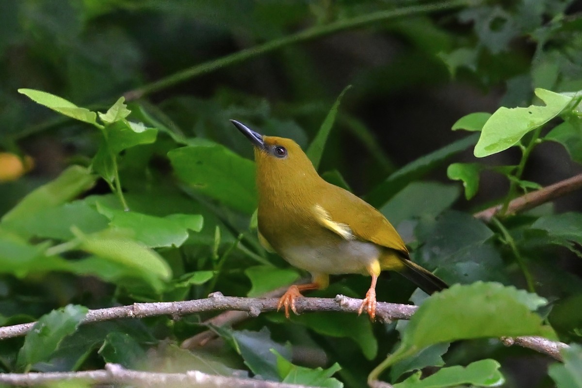 rendovabrillefugl - ML643420088