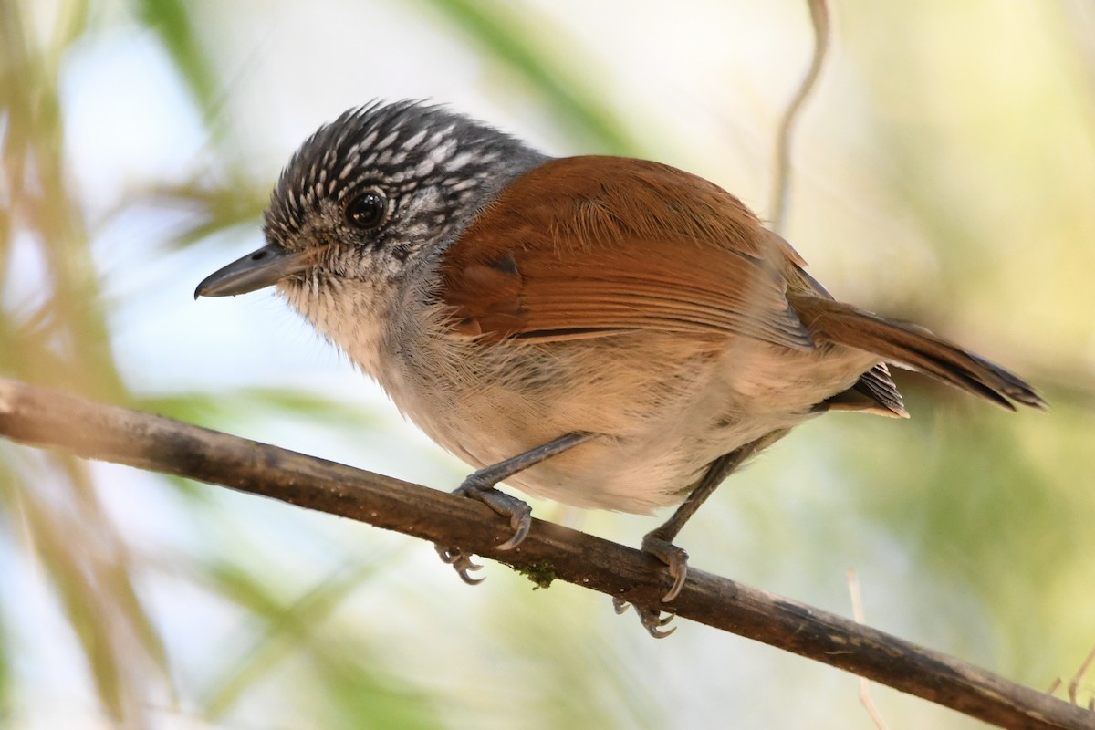 Rufous-backed Antvireo - ML643420097