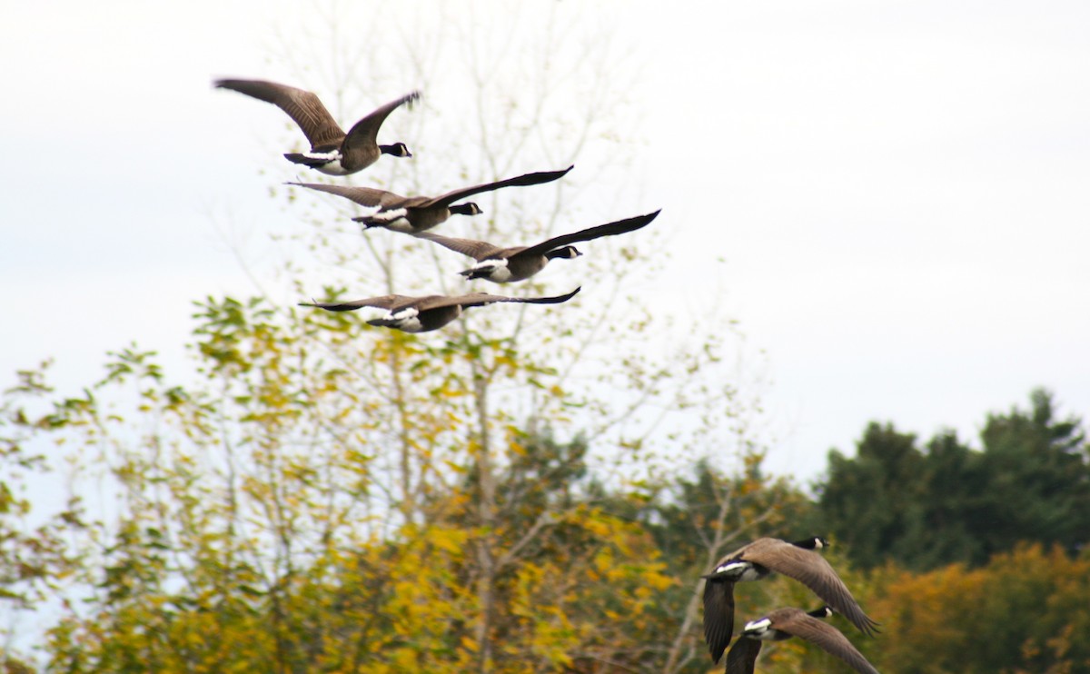 Canada Goose - ML643420099