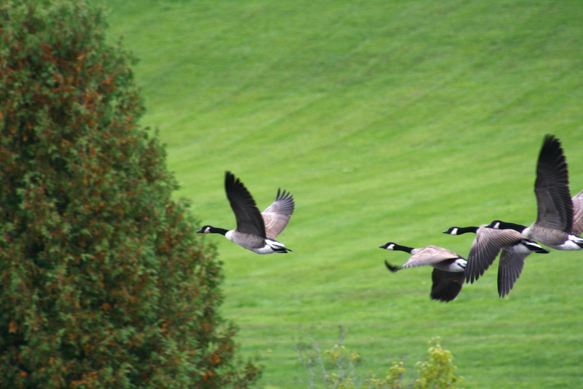 Canada Goose - ML643420100