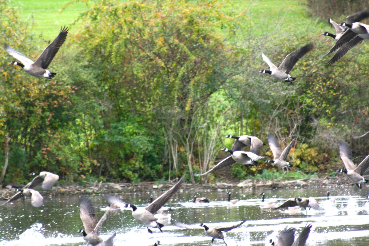 Canada Goose - ML643420101