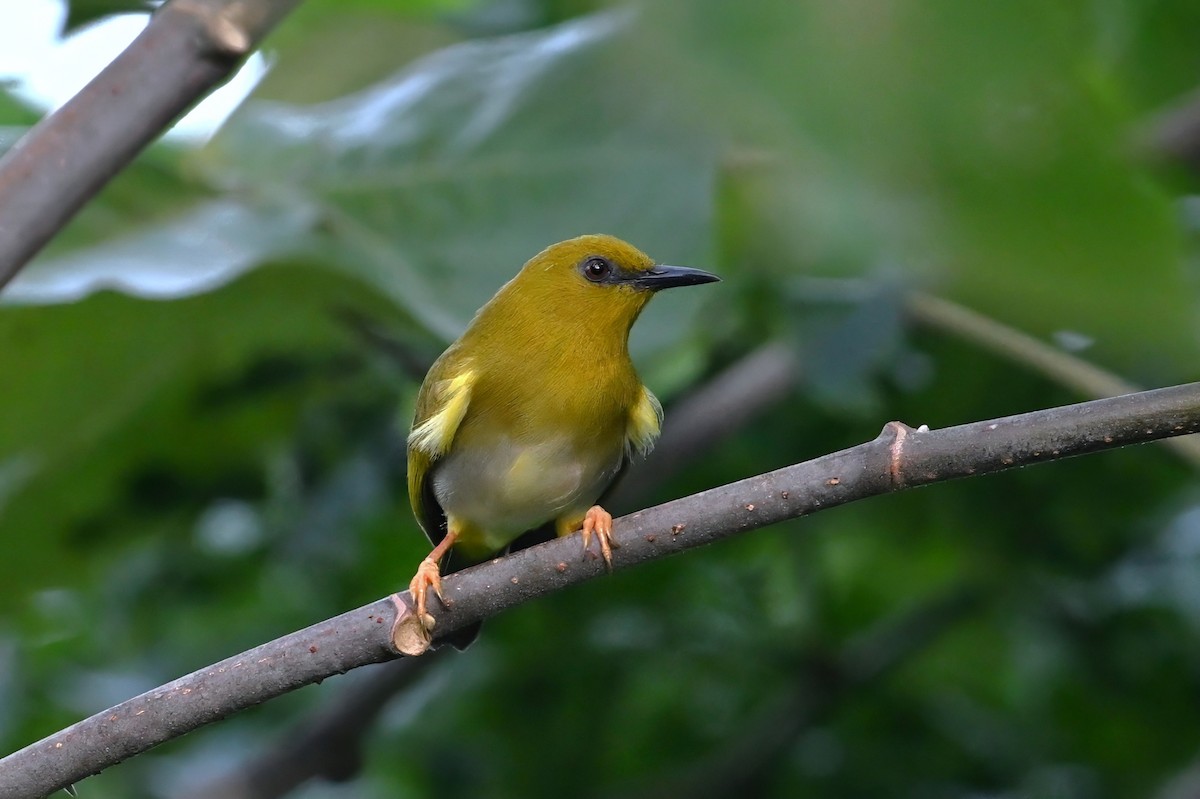 rendovabrillefugl - ML643420105