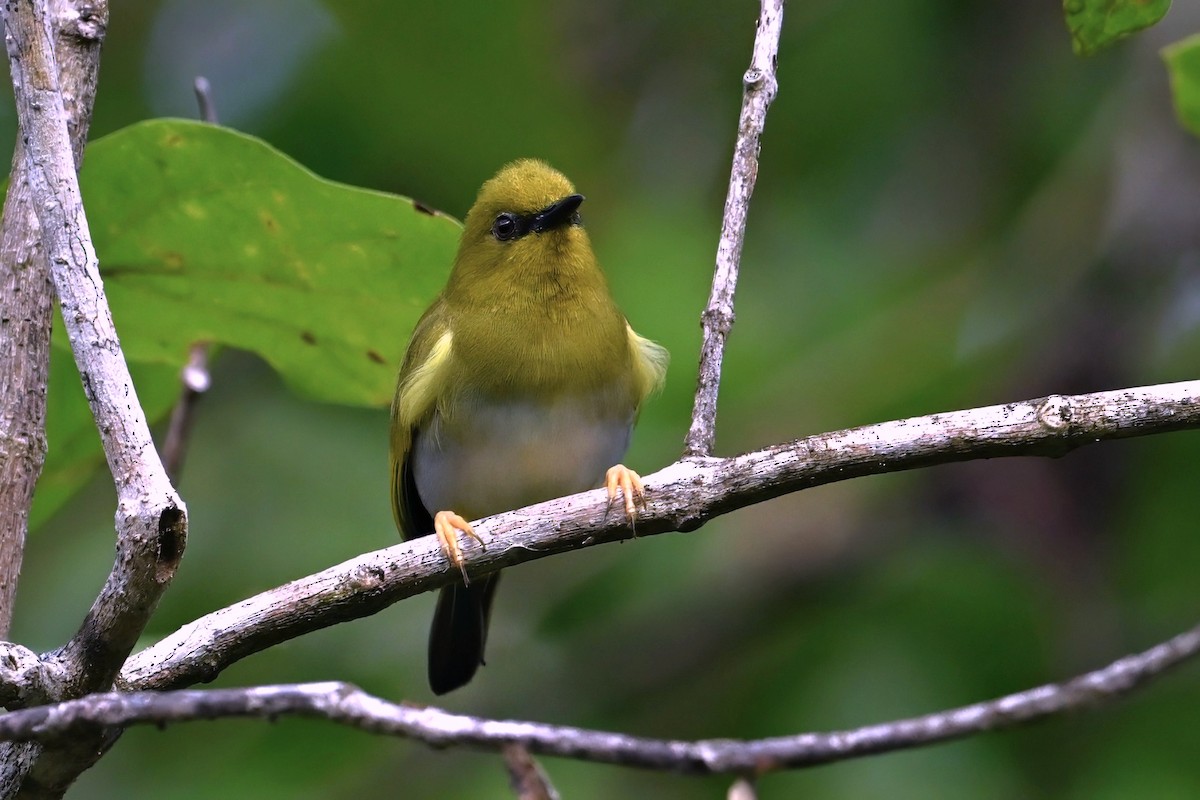 rendovabrillefugl - ML643420106