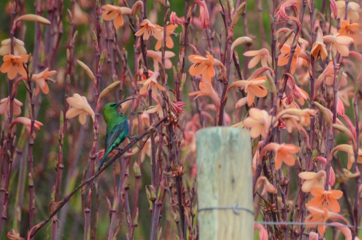 Malachite Sunbird - ML643420108