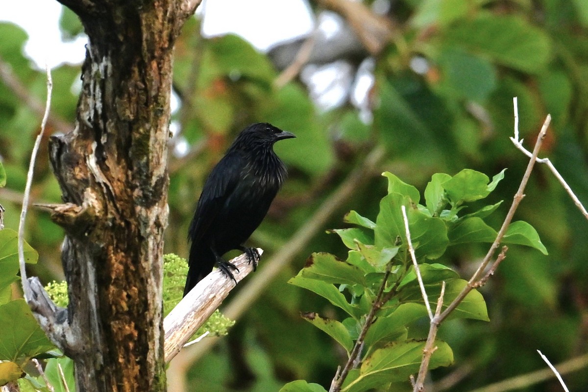 Brown-winged Starling - ML643420111