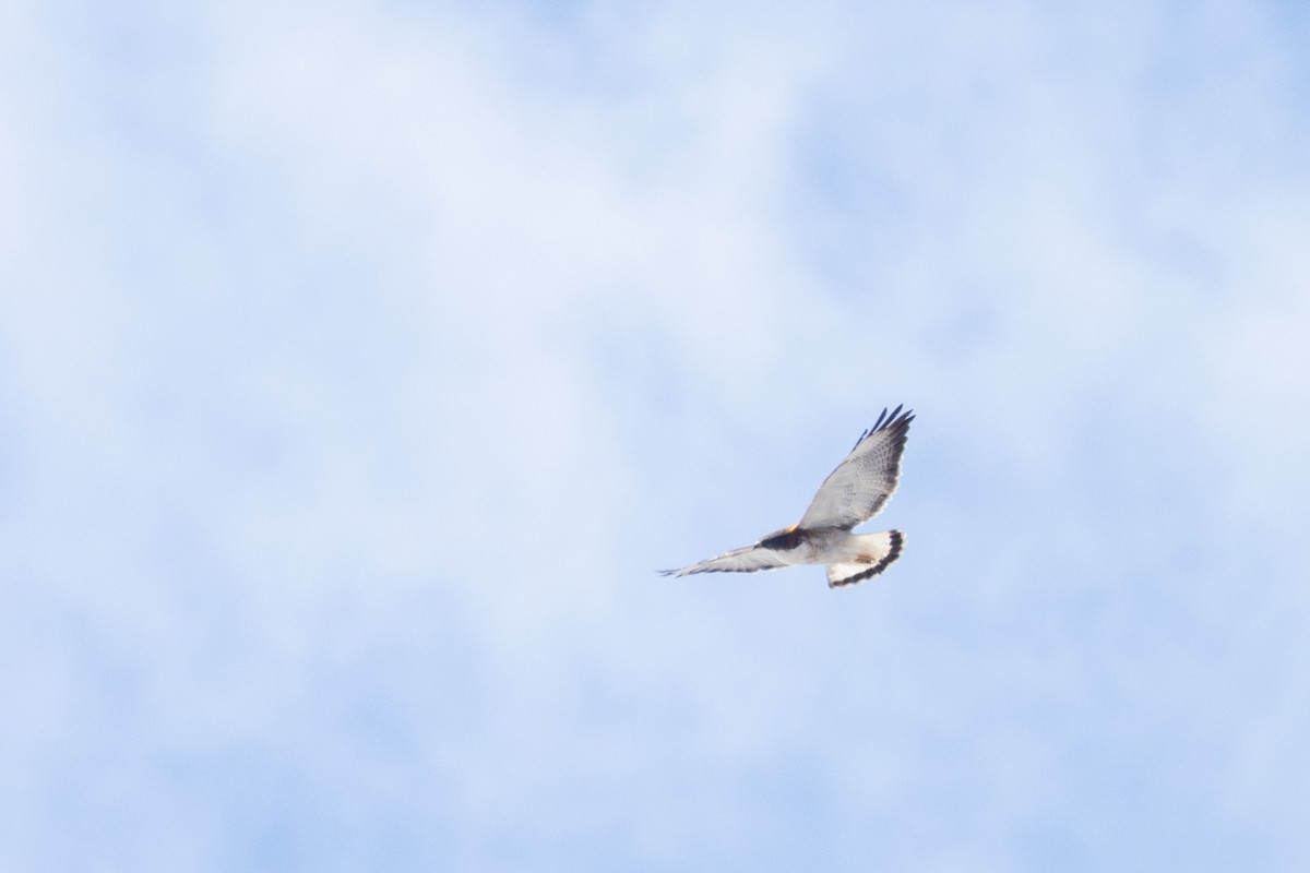 Variable Hawk (Variable) - ML643420113