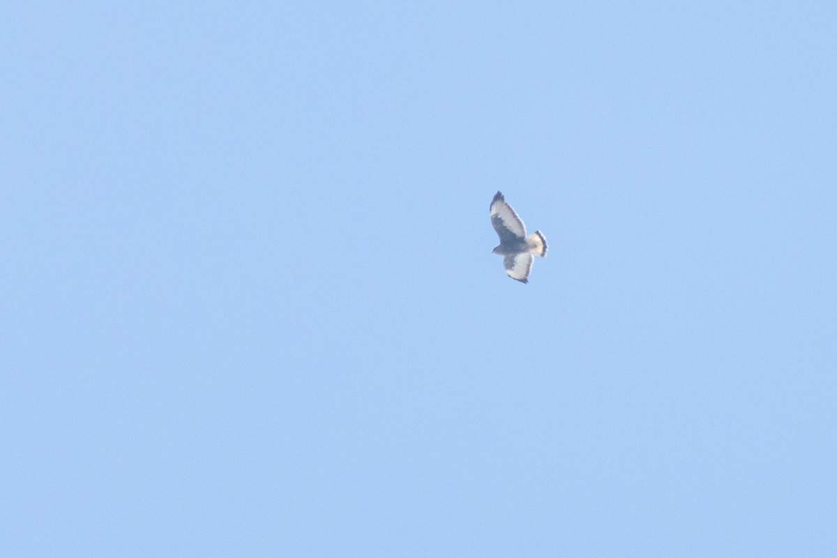 Variable Hawk (Variable) - ML643420114