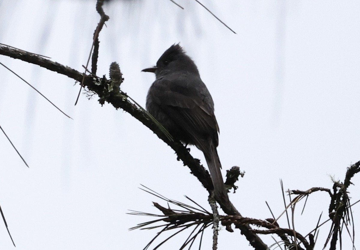 Smoke-colored Pewee - ML643420115