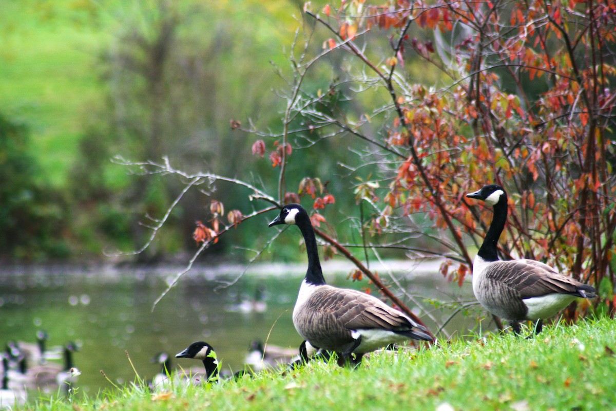 Canada Goose - ML643420120