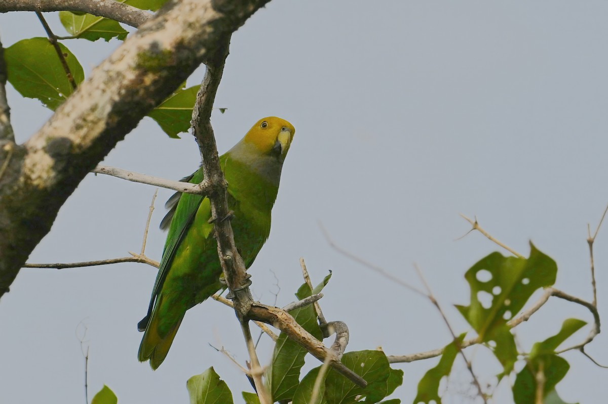 Желтоголовый жоффруа - ML643420124