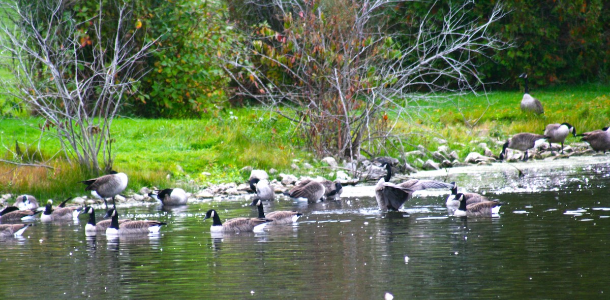Canada Goose - ML643420126