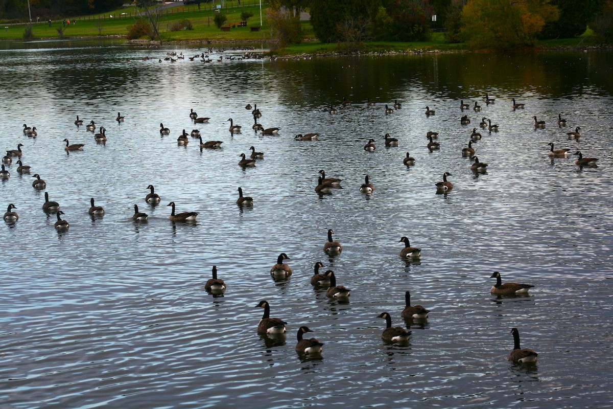 Canada Goose - ML643420127